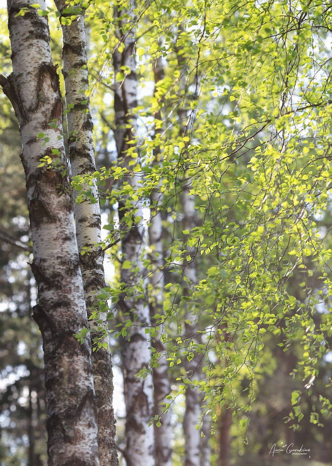 беларусь, березовая роща, лето, жизнь, свежий ветер, Ирина Горюкина