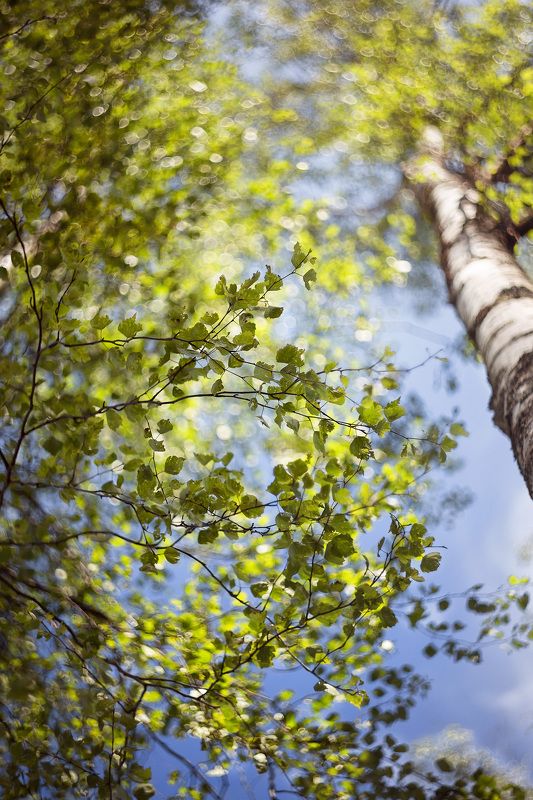 беларусь, лето в лесу, березы,боке, гелиос 44-3 Березовый рай.. фото превью