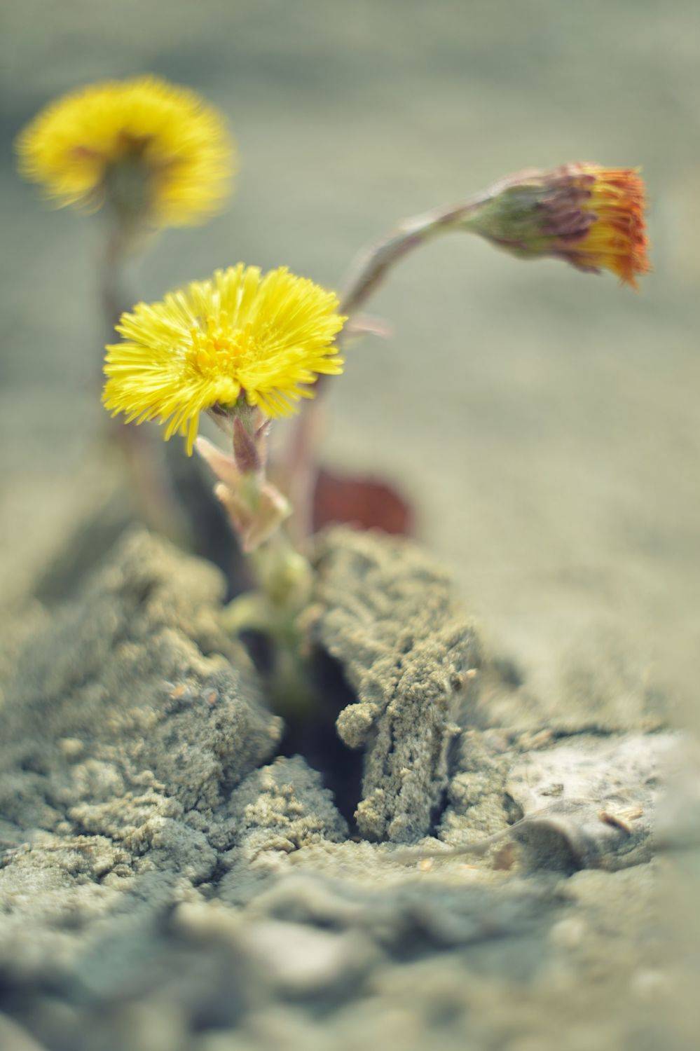 , Воинкова Ирина