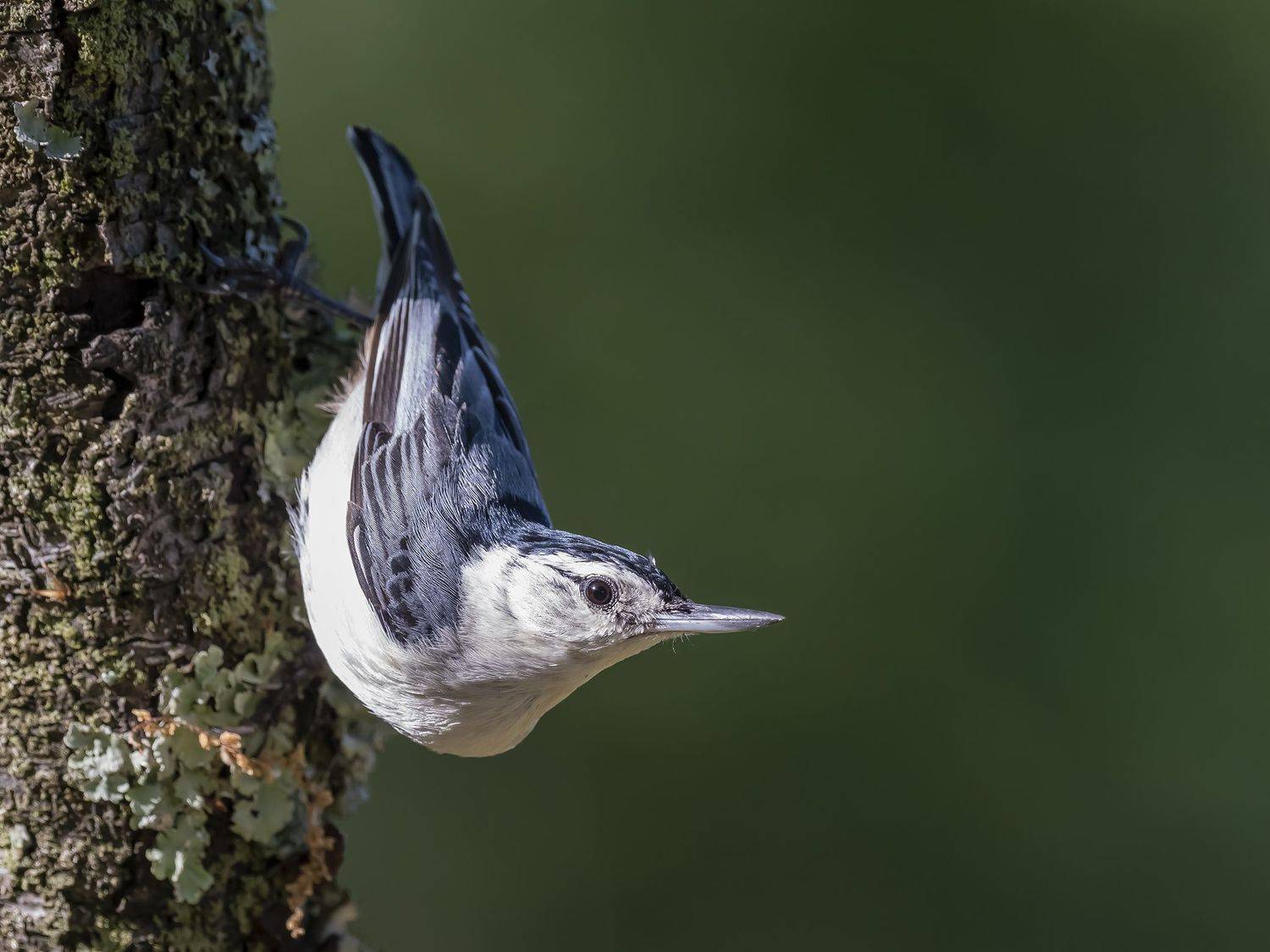 , Fernando Burgalin Sequeira