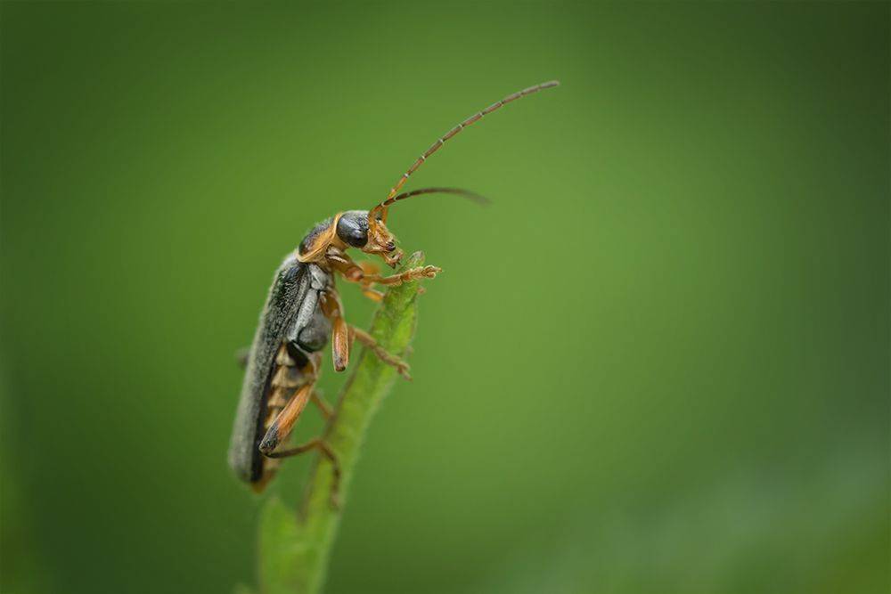 пожарник, firefighterbeetle, жук, bug, макро, macro, Марина Хилько