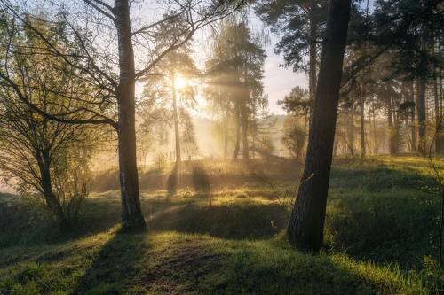 Утро в лесу