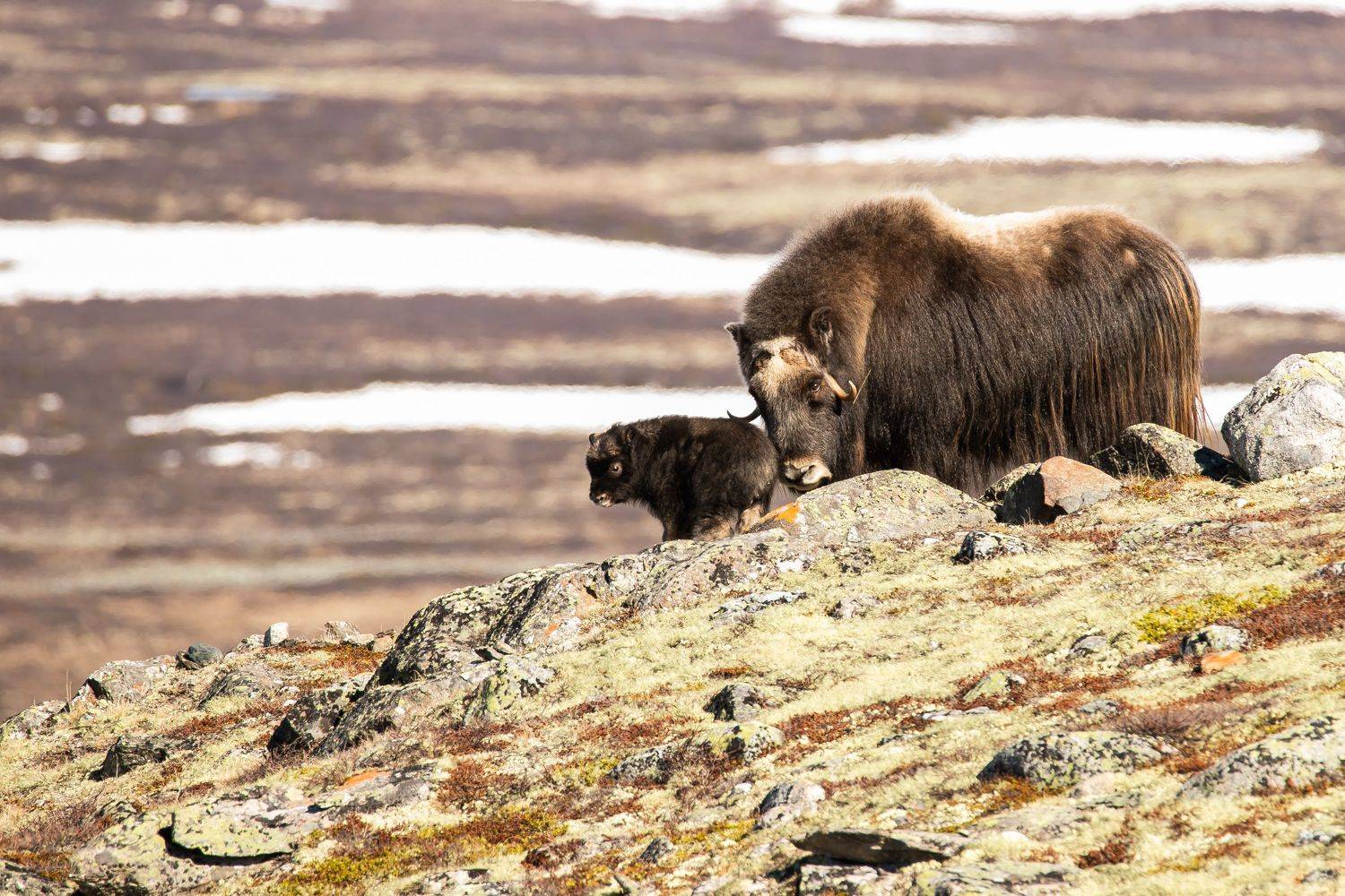 oks,wild,dovre,photography,animals, Tomasz Slawinski