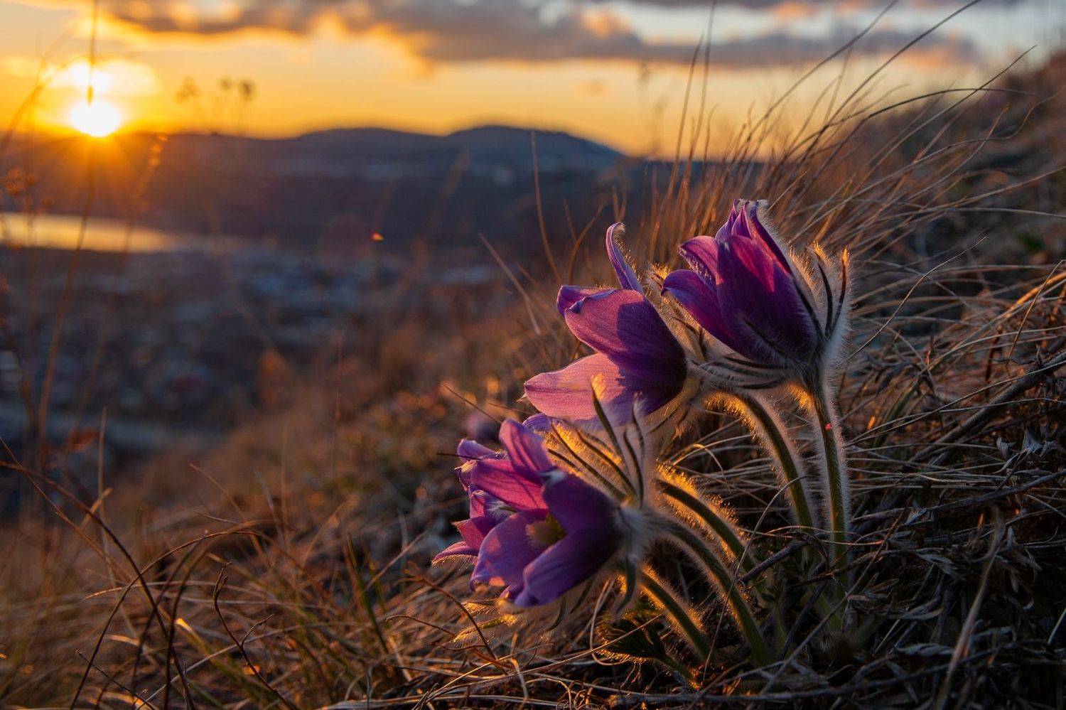 лютики подснежники  прострелы цветы Сибирь Красноярск вечер закат, Юрий Мальцев