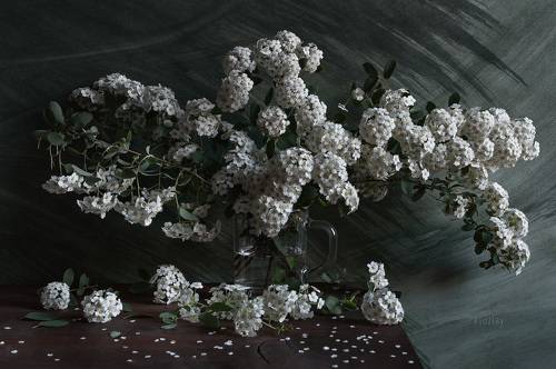 Этюды с ветками спиреи