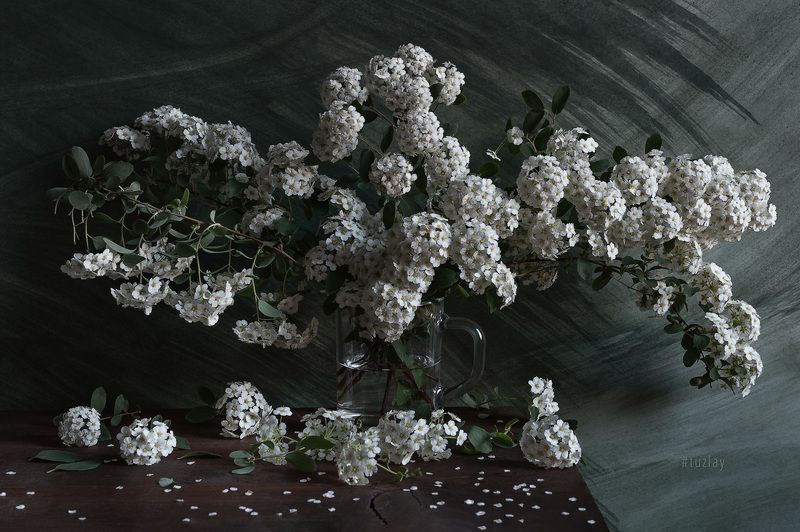 спирея Этюды с ветками спиреи фото превью