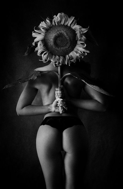 подсолнух фото превью