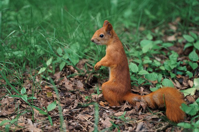 * фото превью