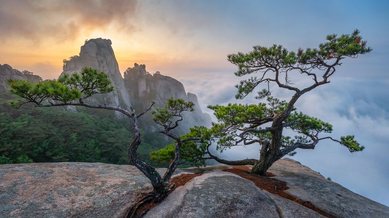 Dancing trees of Eden фото превью