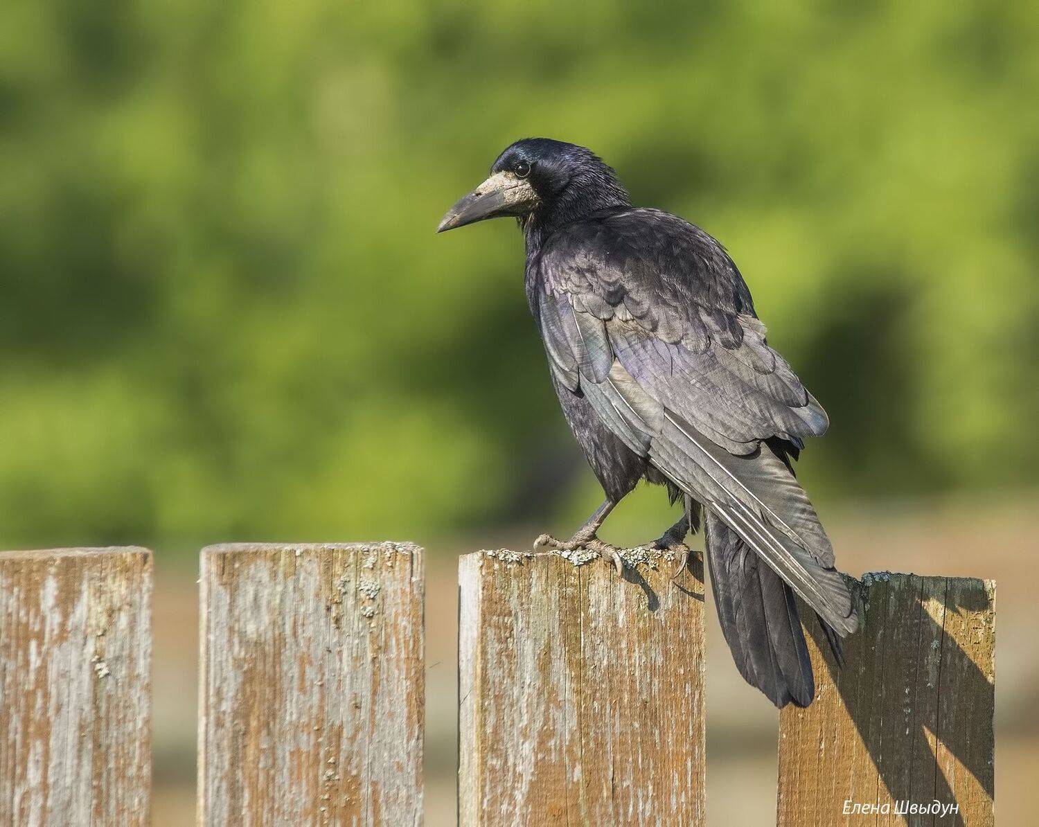 bird of prey, animal, birds, bird,  animal wildlife,  nature,  animals in the wild, rook, грач, птицы, птица, Елена Швыдун