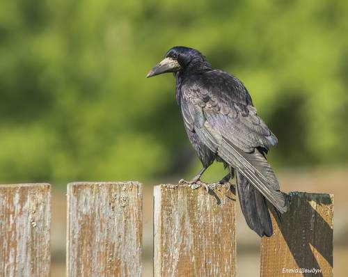 Rook