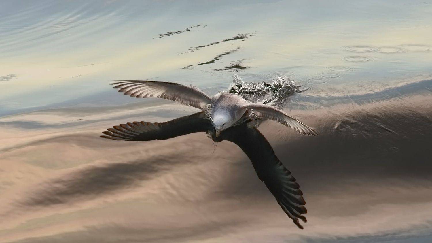 охотское море, посадка, чайка, апрельский штиль, Евгений Паршуков