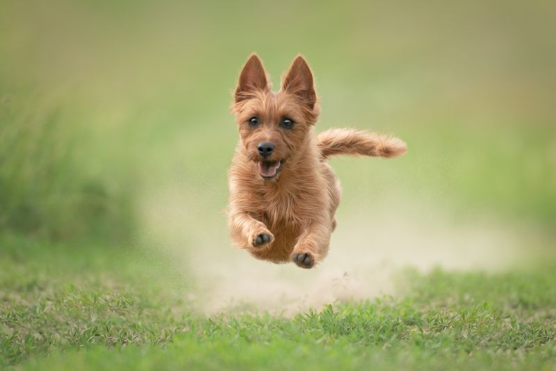 *** фото превью