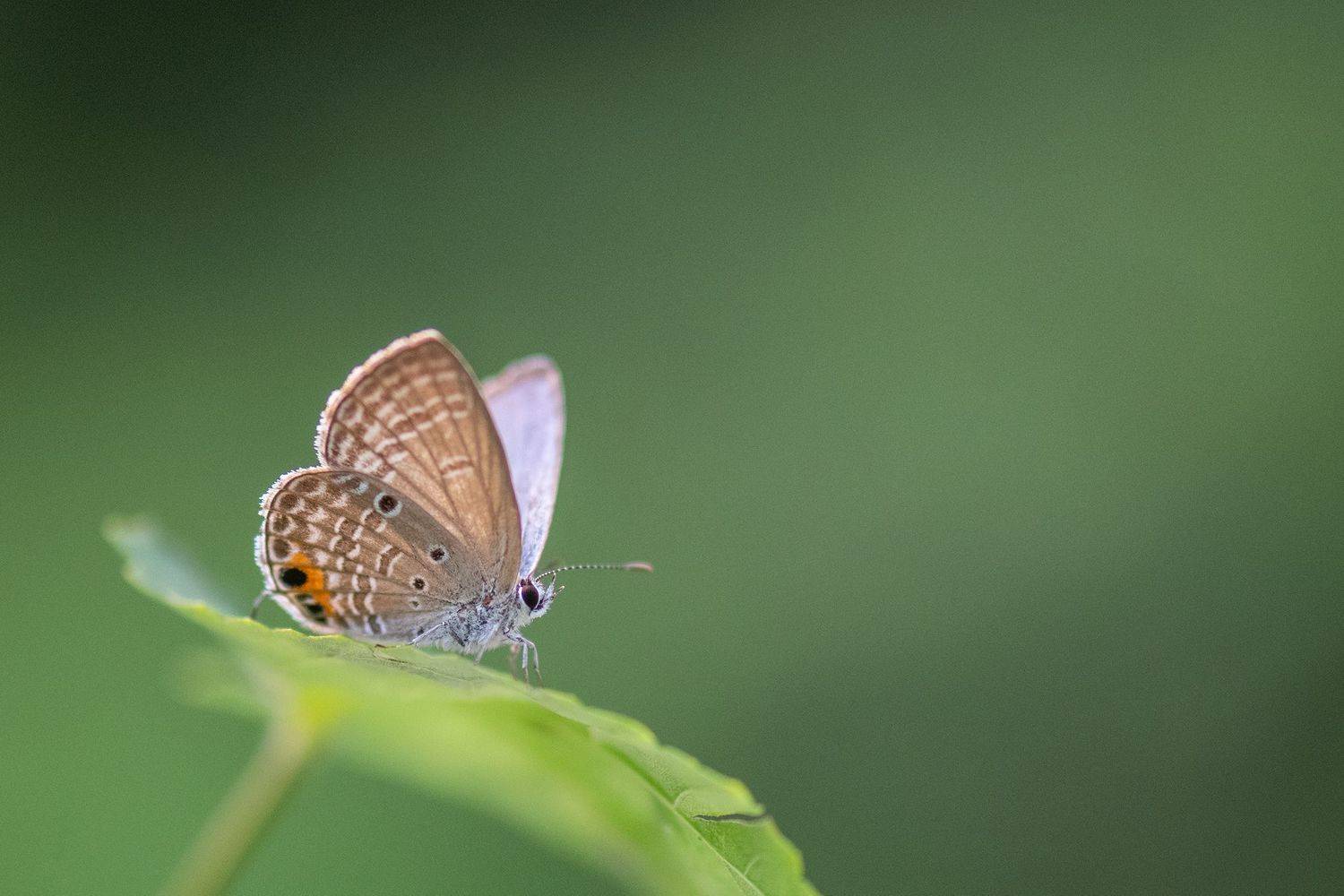 #butterfly #nature, Benny Chan