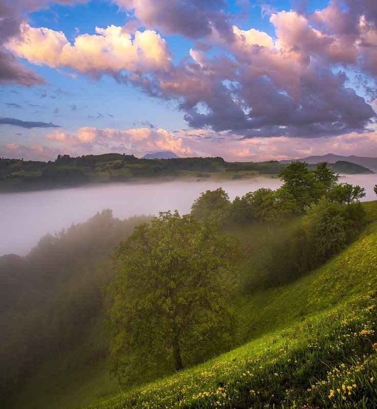 country side, fog, landscape, nature  фото превью