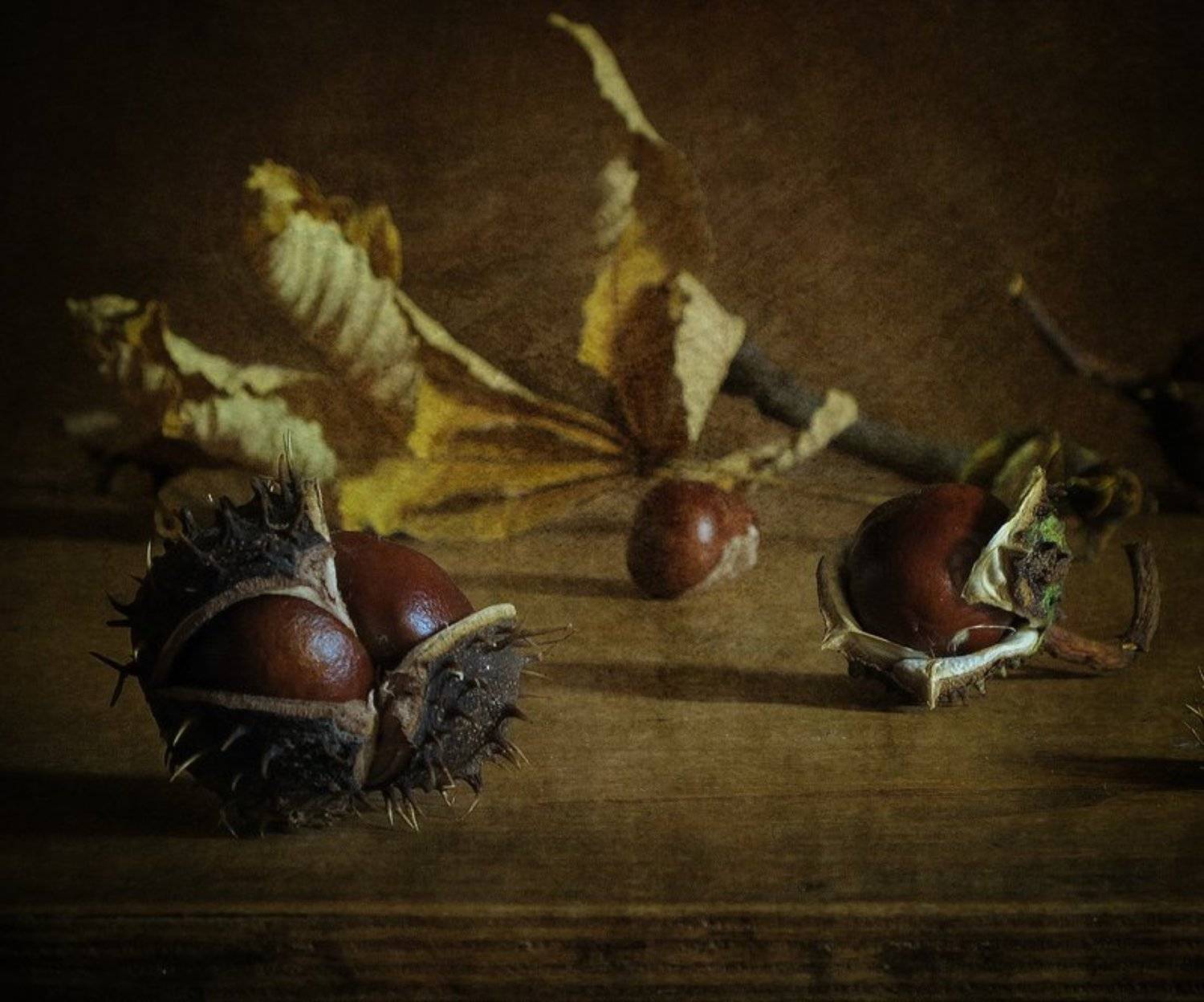 Каштан, Натюрморт, Осень, LudmilaNG