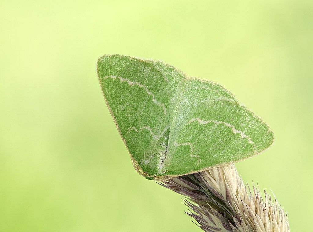 , Сергей Таланов