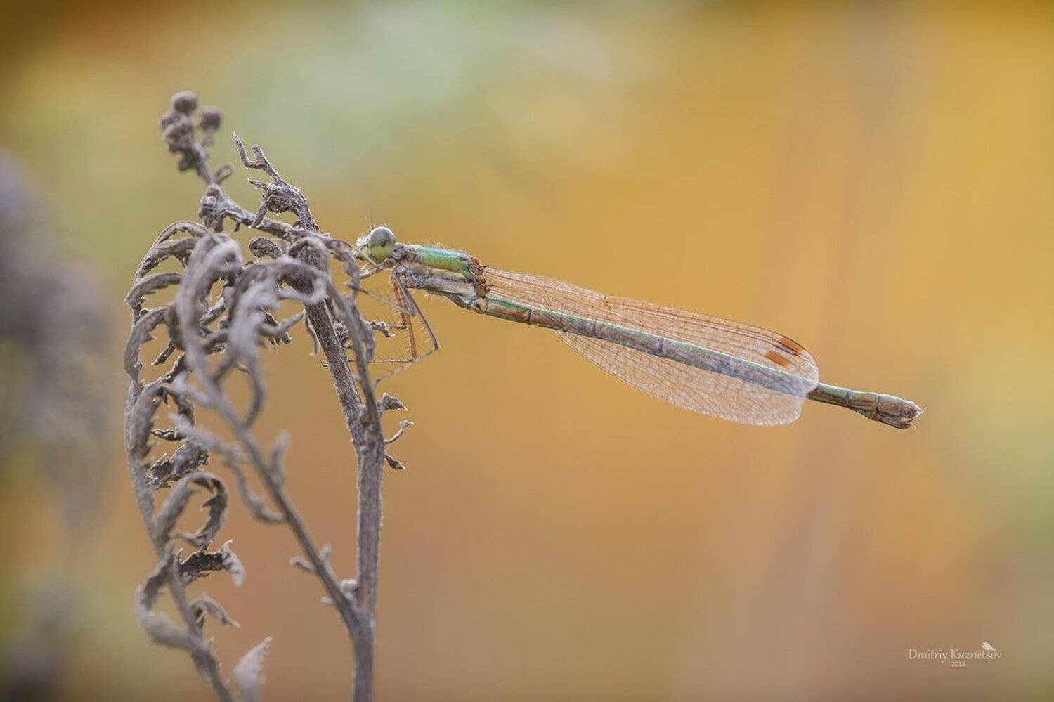 , Кузнецов Дмитрий