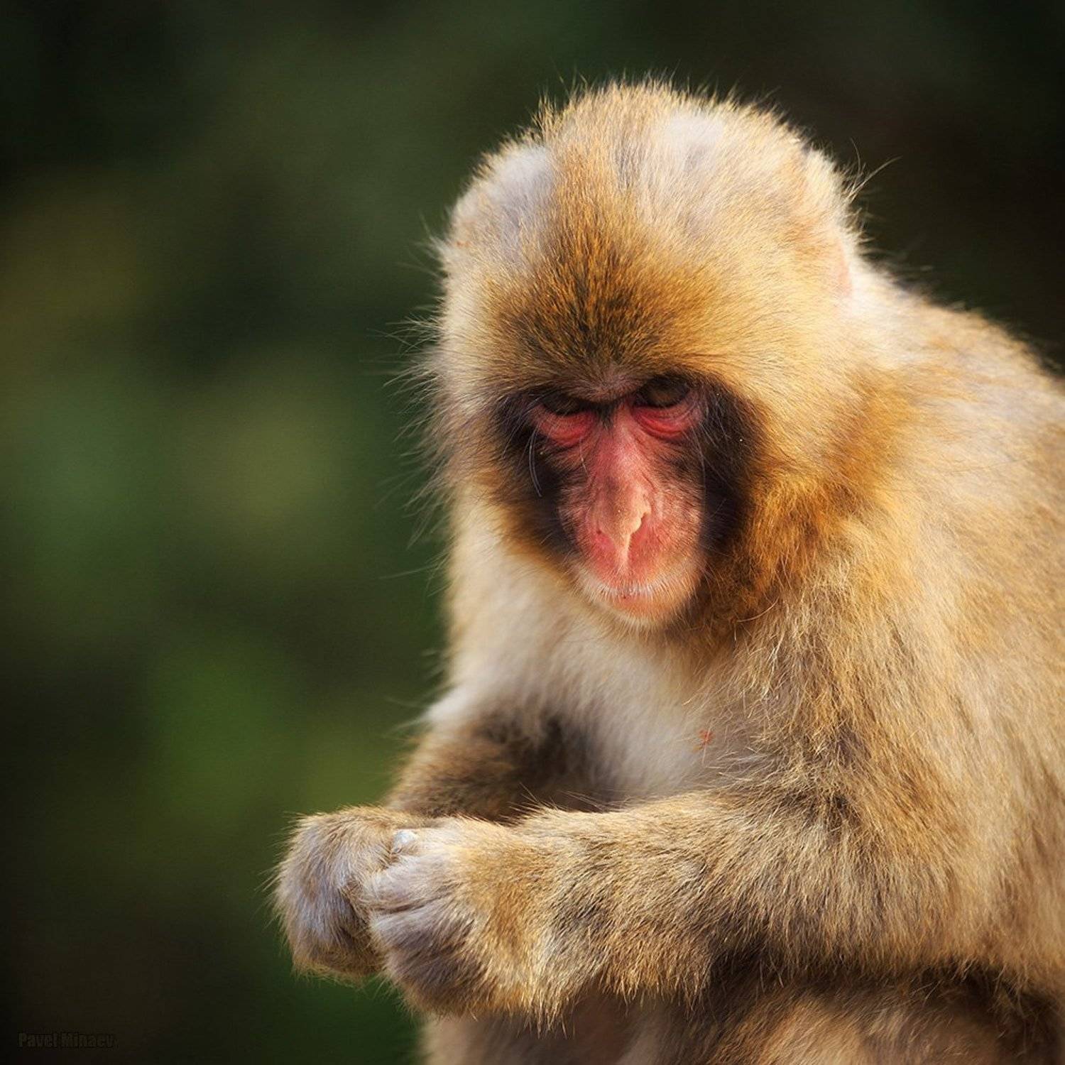 , Минаев Павел