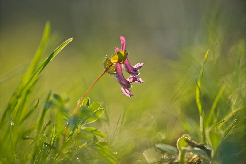 Хохлатка хохотушка... фото превью