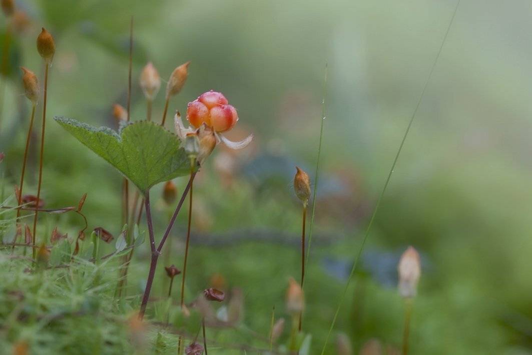 морошка, Леонид