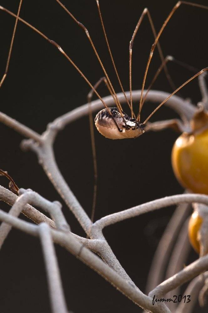 , Игорь ФУММ