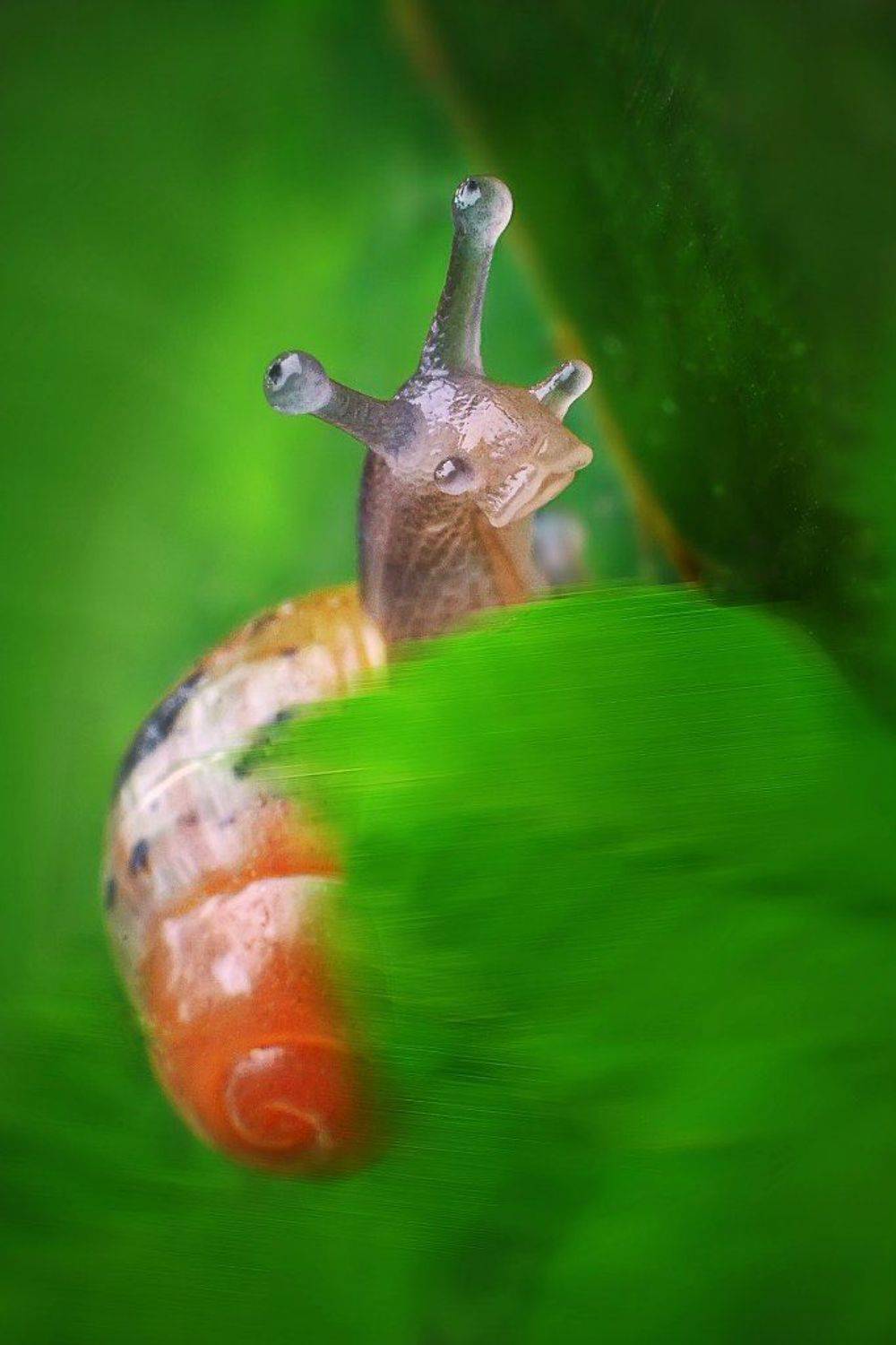 , Чернобай Анна