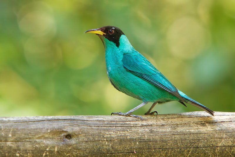 Зеленый саи фото превью