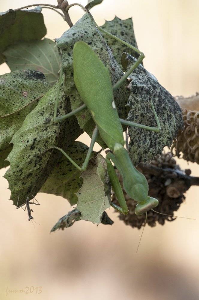 , Игорь ФУММ