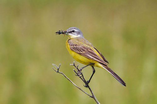 отец-кормилец