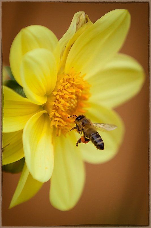 Cбор меда фото превью