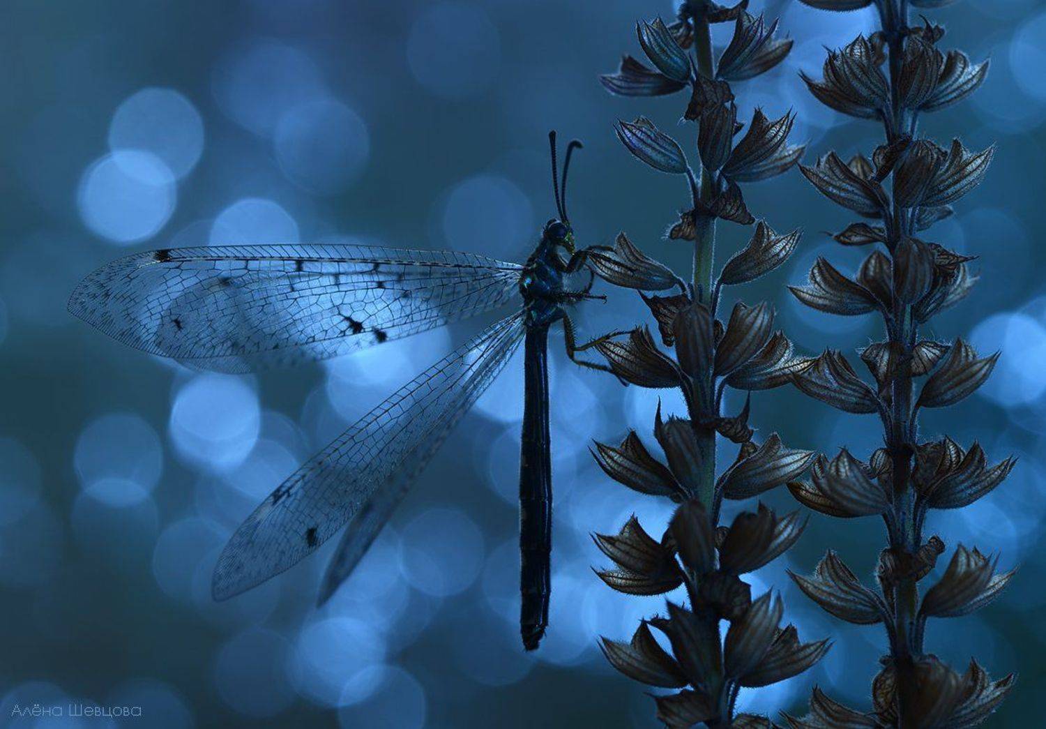 , Алёна Шевцова