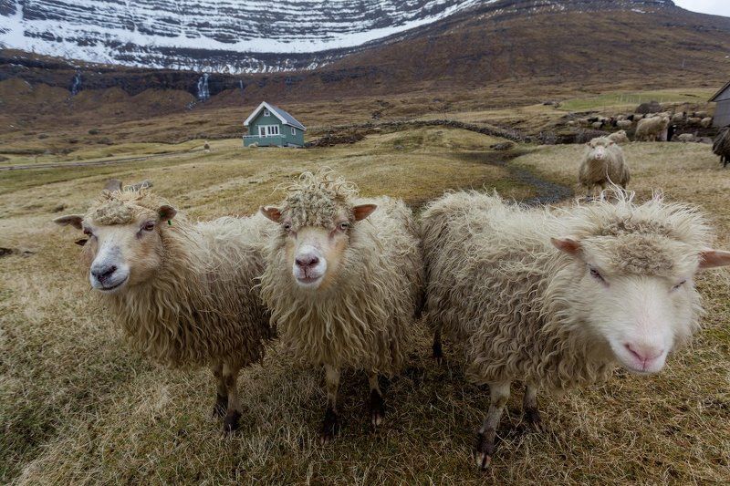 atlantic, f?royar, faroe islands, sheep islands, овечьи острова, фарерские острова Добро пожаловать на Овечьи острова! фото превью