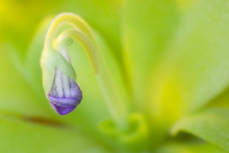 Жирянка фото превью