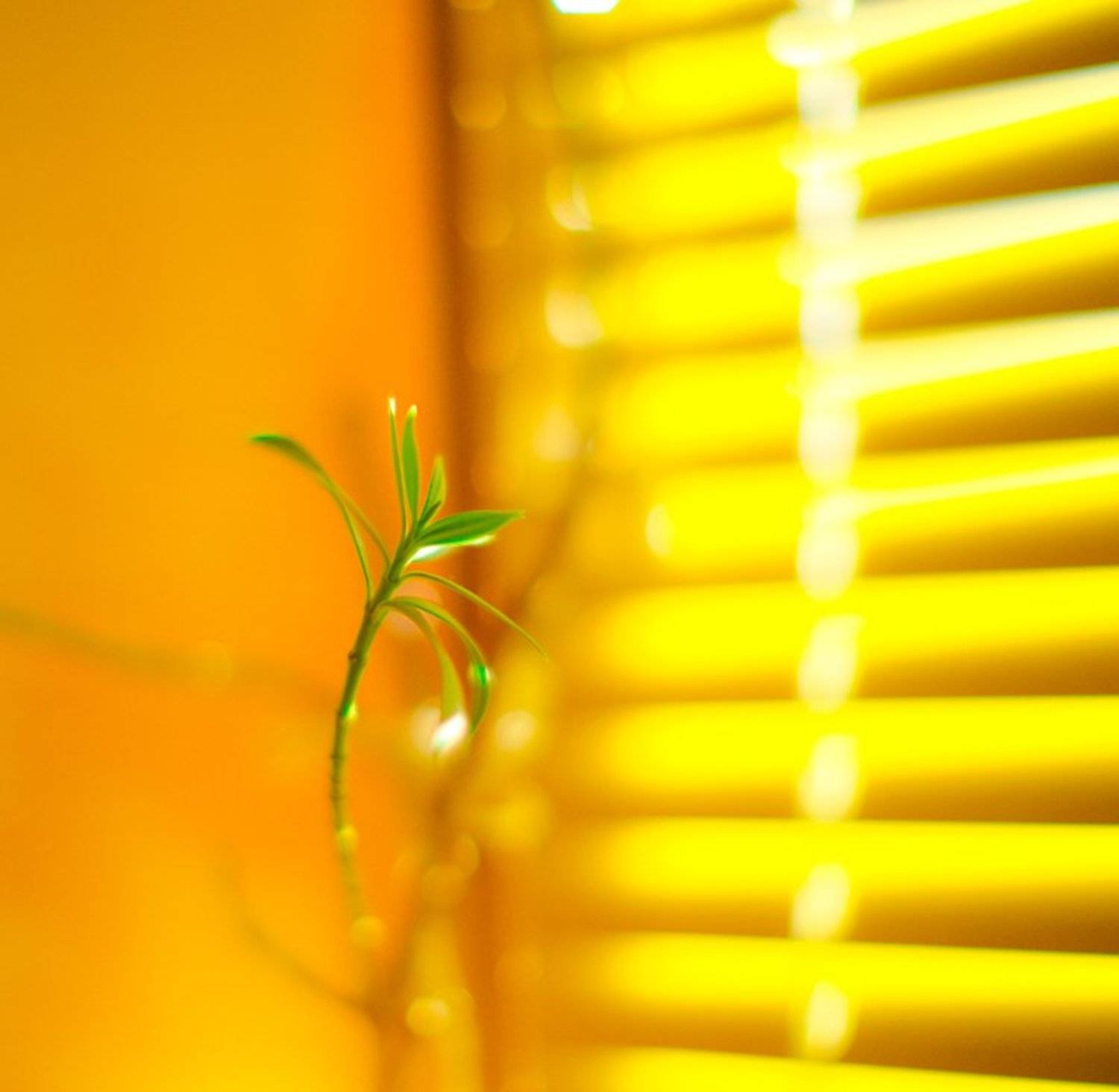 , Ятель Юрий