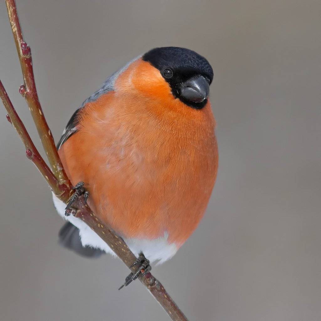 Снегирь, Ляпустин Юра