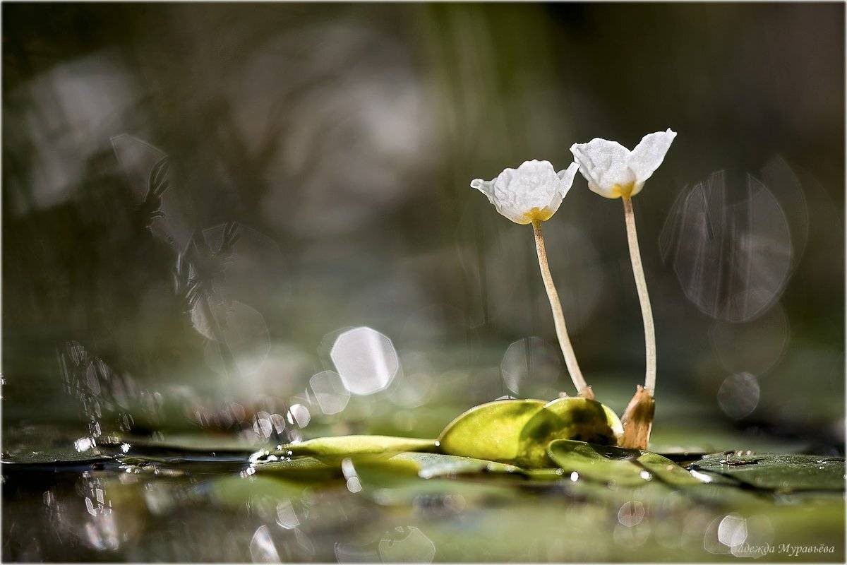 , Надежда Муравьёва