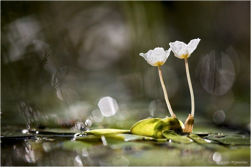 Призраки болот фото превью