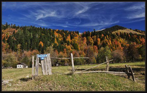 Однажды в посёлке Свинячем, на улице Лесной, 4...