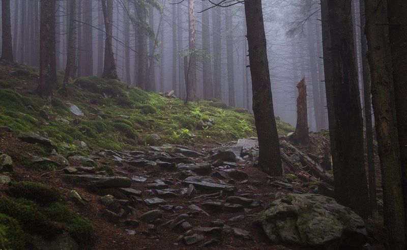 горы, ели, камни, карпаты, лес, мох, туман Мгновение жизни одного дерева фото превью