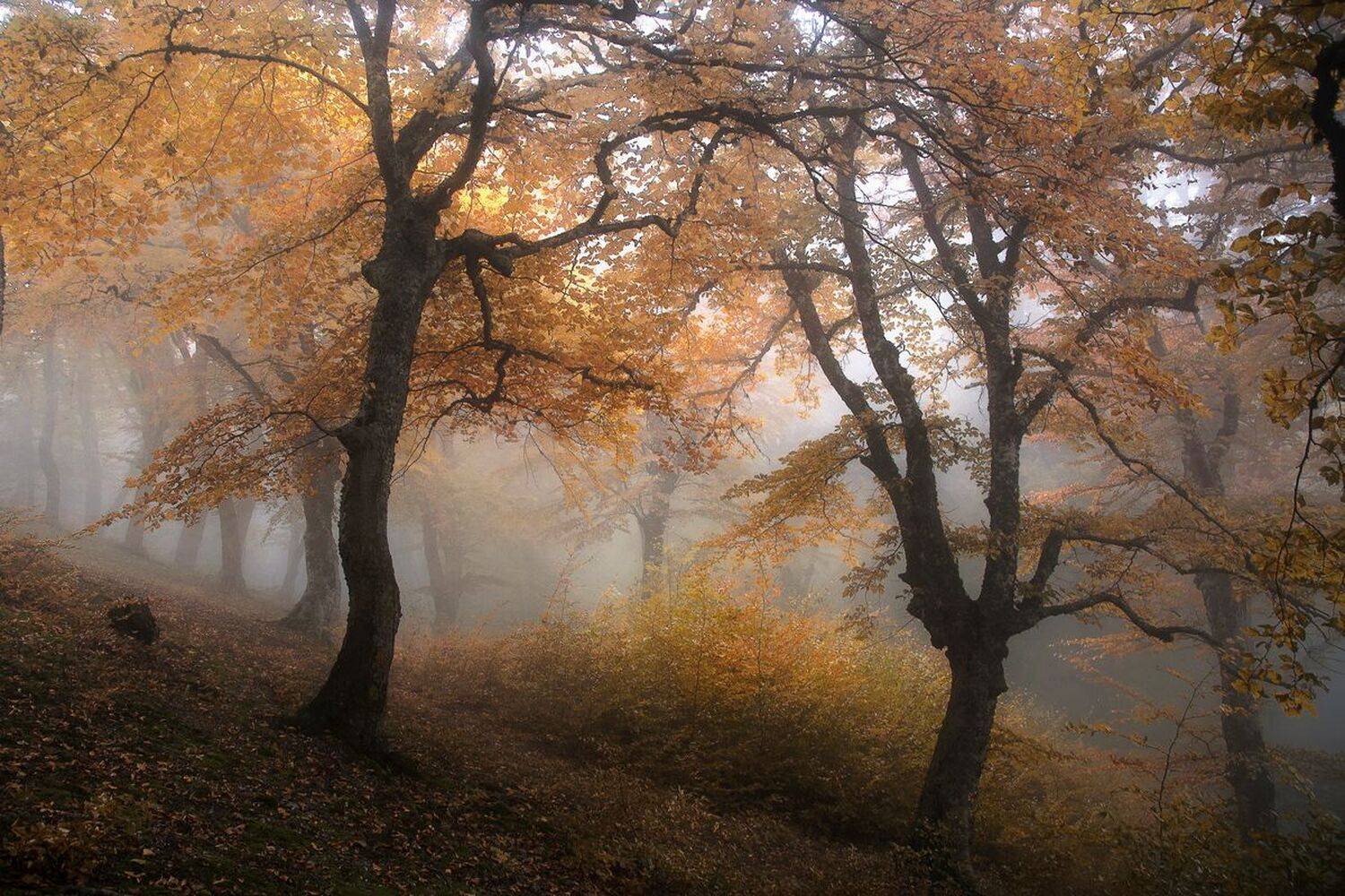 , Милокост Алексей