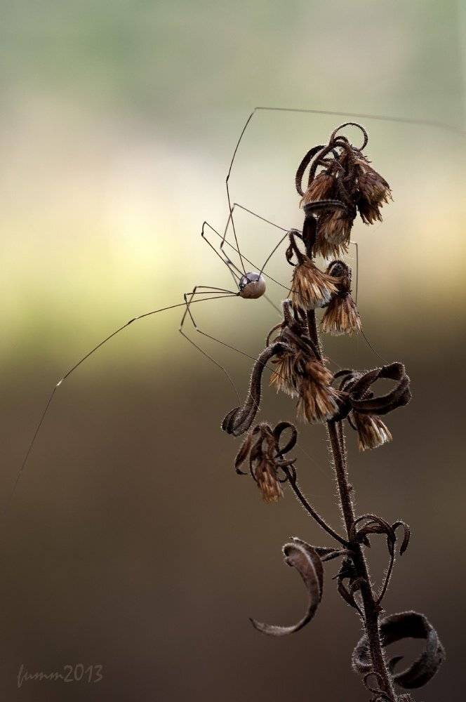 , Игорь ФУММ