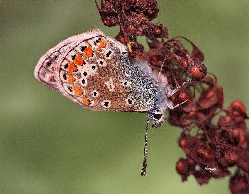 Вверх тормашками фото превью