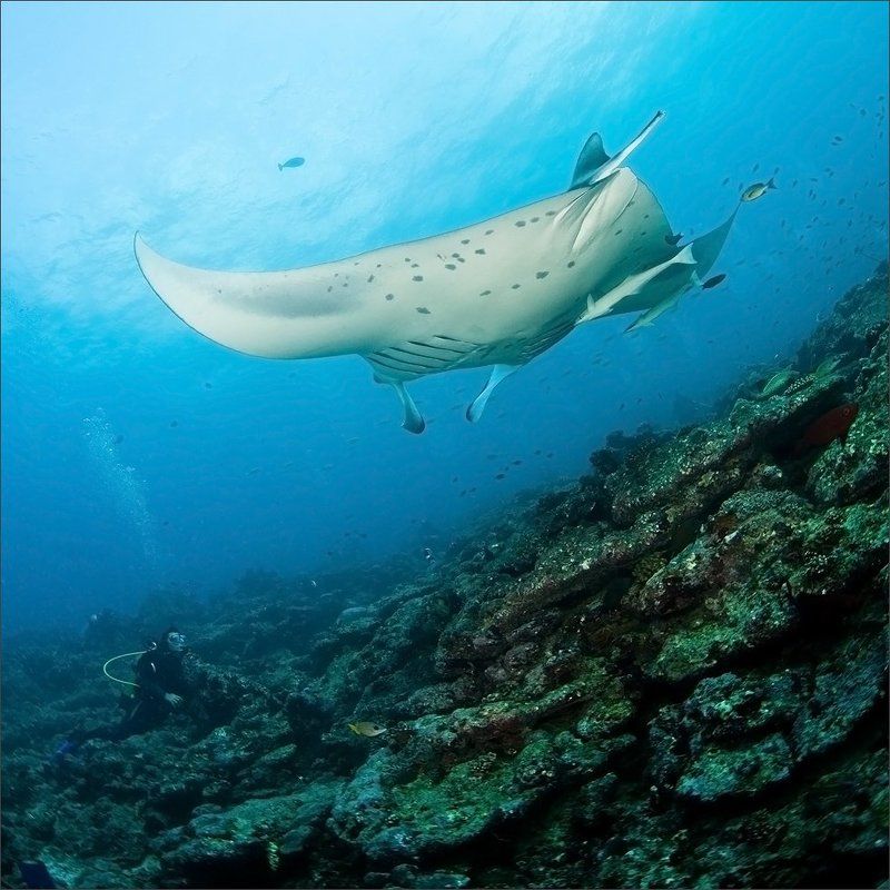 Мальдивы Пролетая над ... фото превью