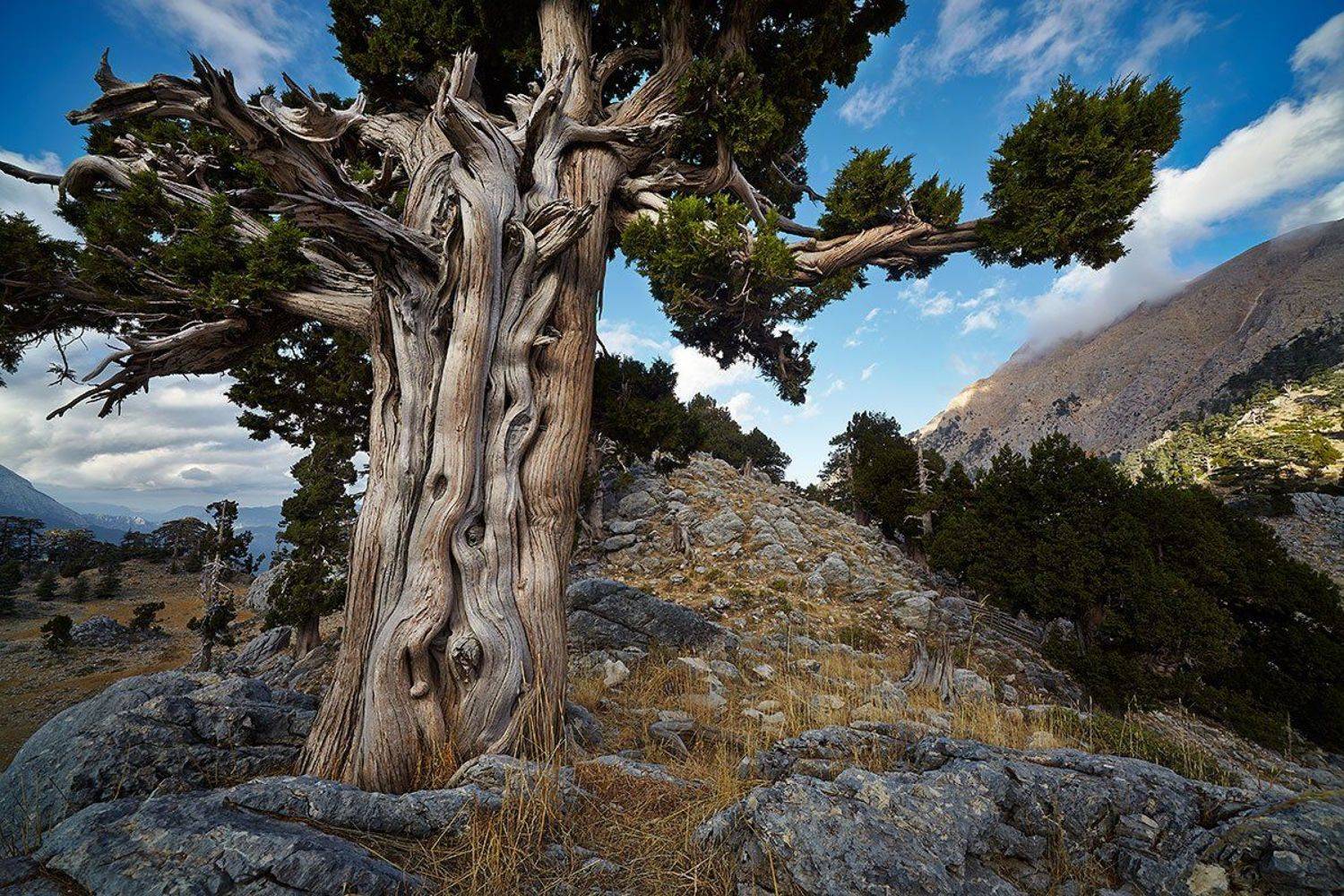 , Бамбизов Андрей