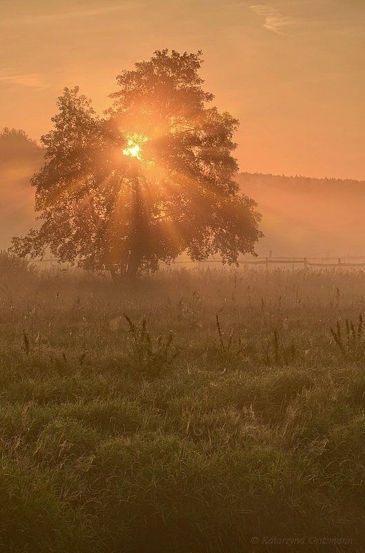 heart of the tree фото превью
