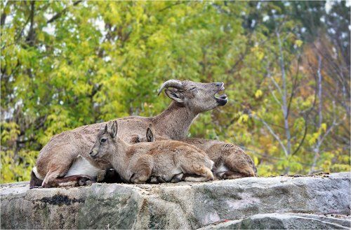 Мамкина колыбельная