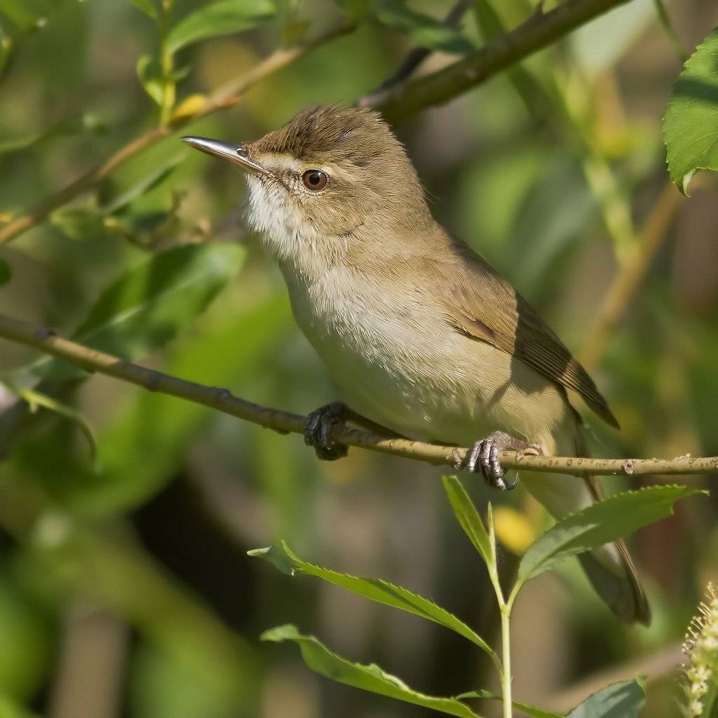 Камышевка, Ляпустин Юра
