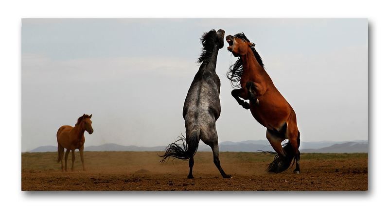 Fight фото превью