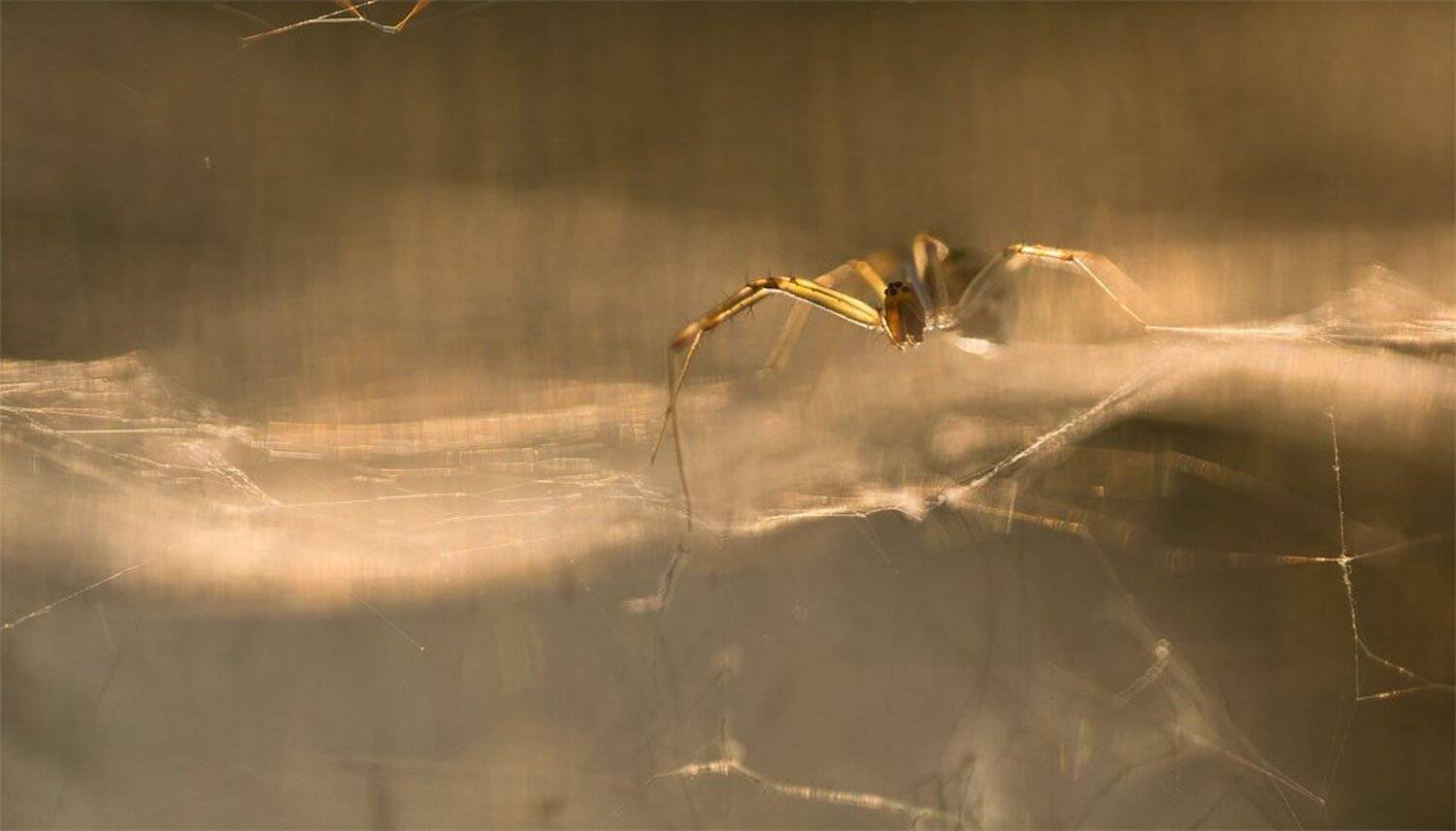 , Геннадий Мещеряков